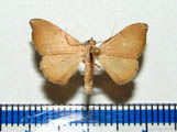 Platypelpa sp1